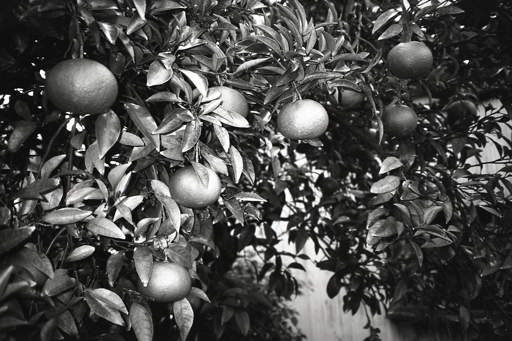 「orange」 (film:HR20)
