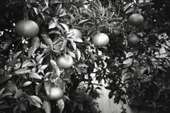 「orange」 (film:HR20)