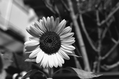 「summer」 (film:HR20)