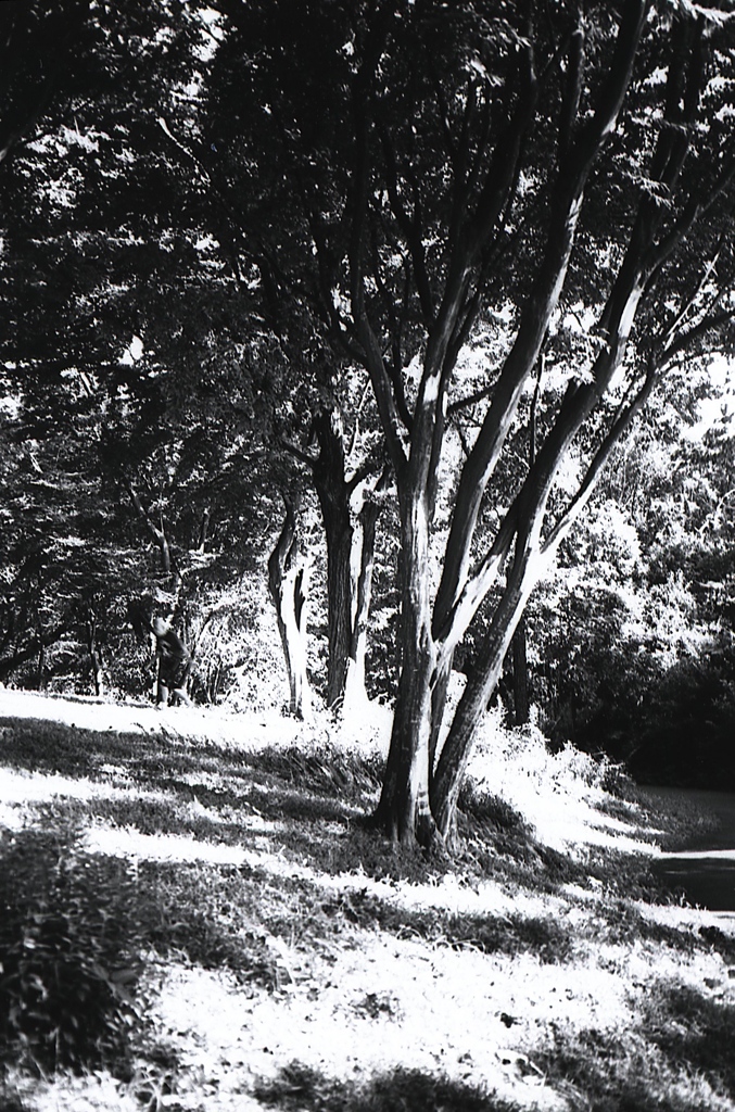 「light and shadow」 (film:HR20)