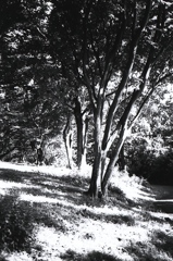 「light and shadow」 (film:HR20)