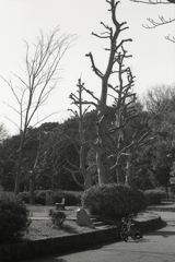 「正月の公園: bicycleな風景」 (film:HR20)