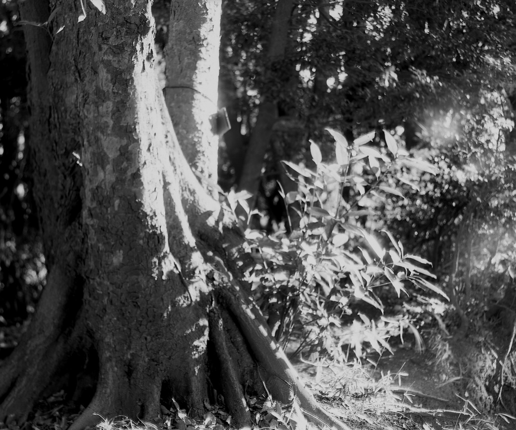 「新春散歩photo」 (film:HR20)