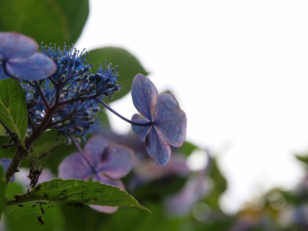 「野や山の：ヤマアジサイ」 (digital)