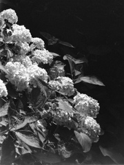 「紫陽花」 (film)