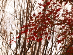 「久良岐公園 晩秋03」