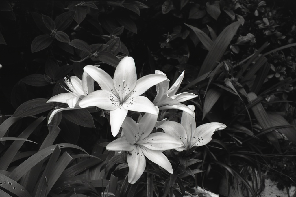 「Lily」 (film:HR20)