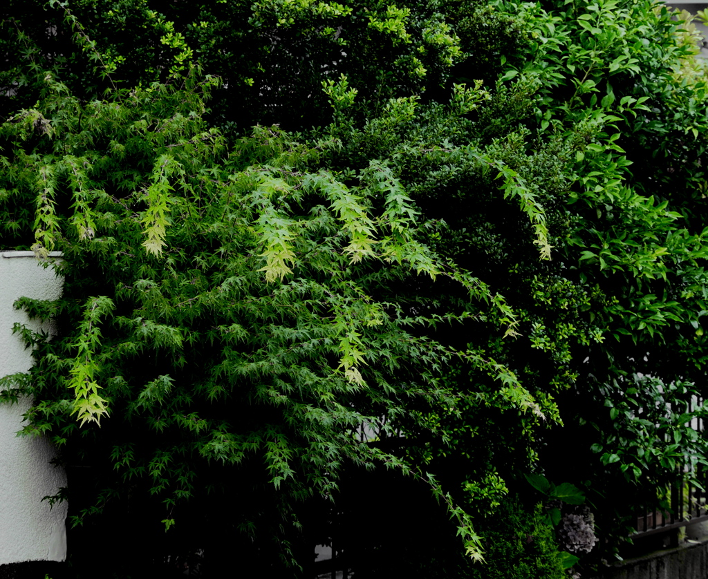「庭先のgradation」