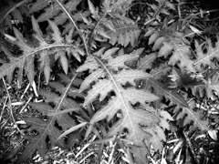 「Thistle (アザミ)」 (film)