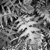 「Thistle (アザミ)」 (film)