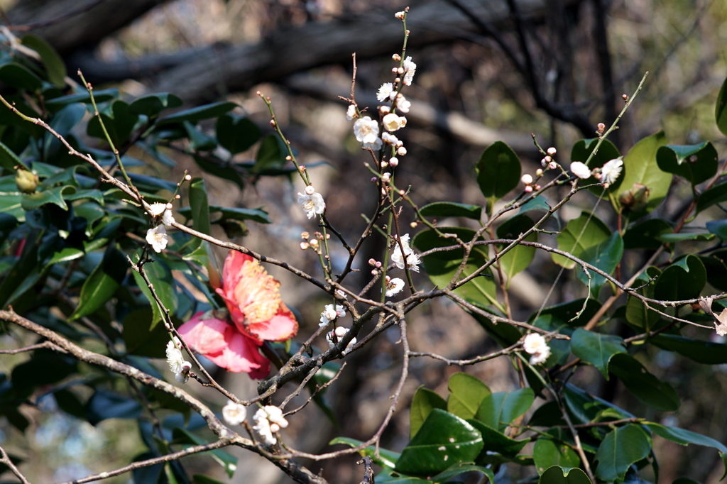 「2/24 岡村公園03」