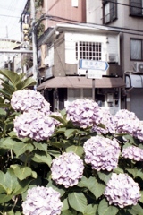 「紫陽花」 (film)