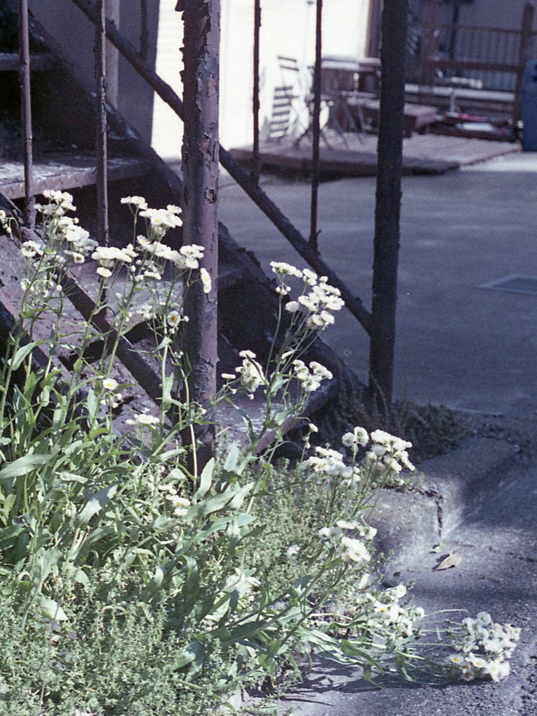 「街角flower」 (film)