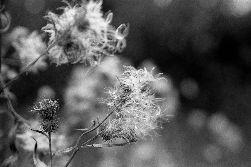 「もふもふ」 (film)