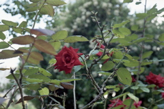 「街角flower」 (film)