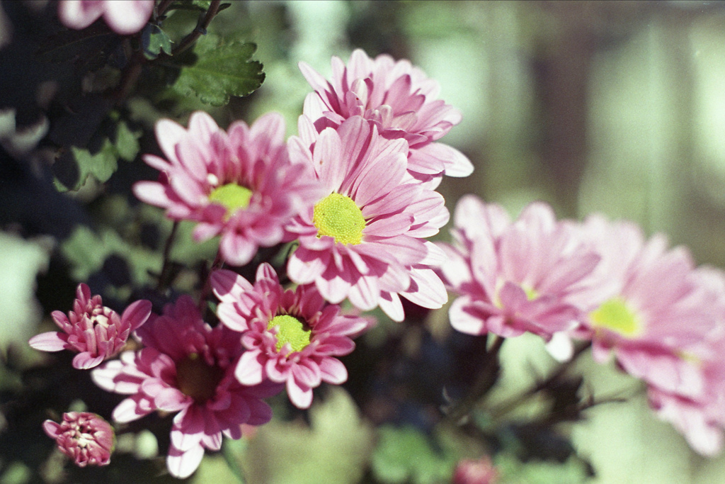 「洋ギク」 (film)