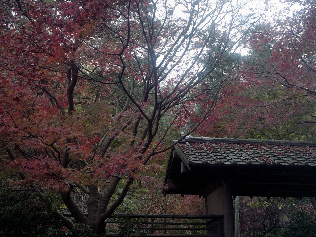 「Autumn」 (film)