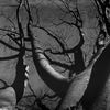 「仰ぎ見る」 (film)