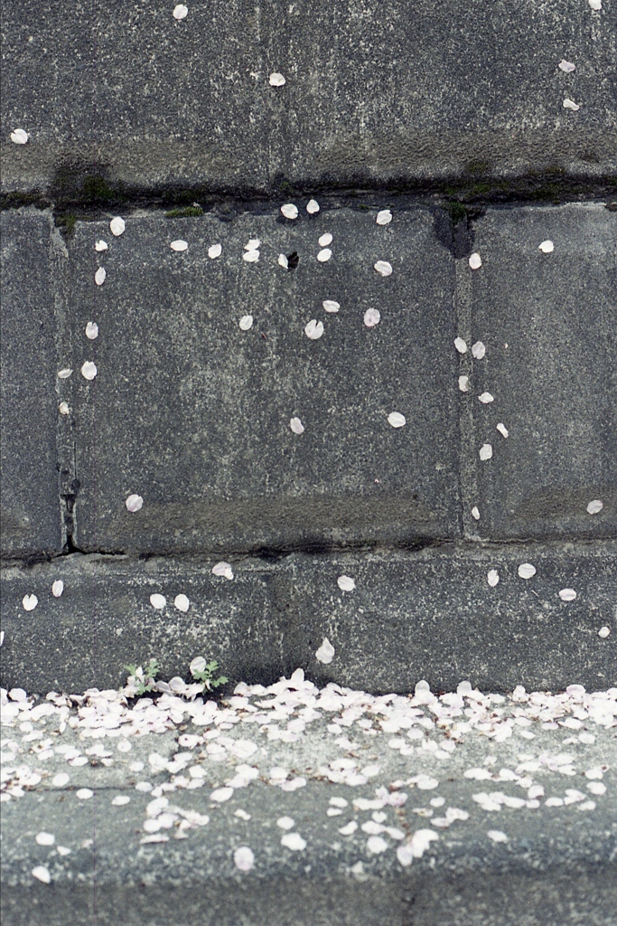 「Spring One Roll: 13」 (film)