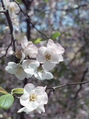 「ハーフで行こう：花」 (film)