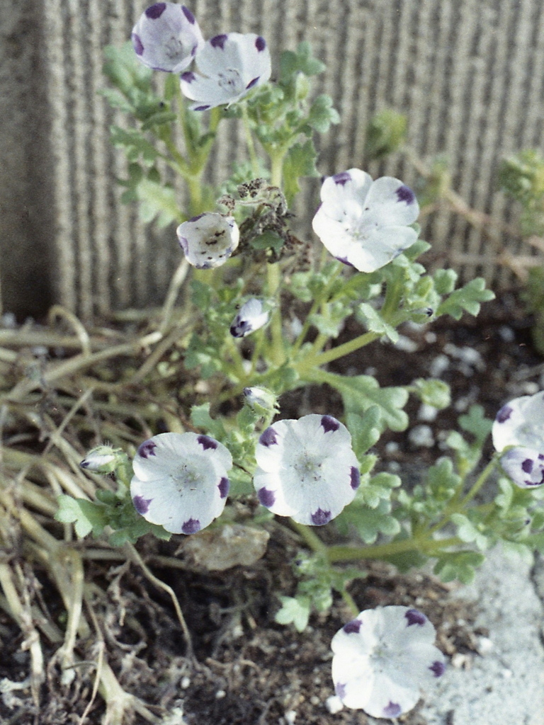 「ハーフで行こう：花」 (film)