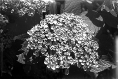 「紫陽花」 (film)