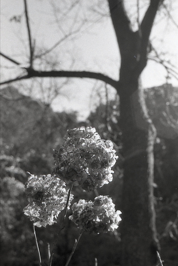 「あじさい」 (film)