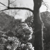 「あじさい」 (film)