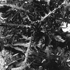 「アザミ」 (film:HR20)