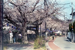 「桜メモリー」 (film)