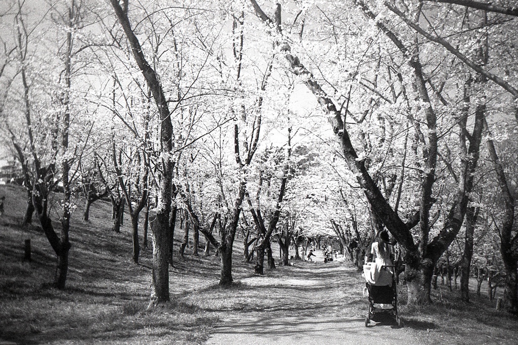 「花の頃：桜の森」 (film)