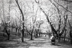 「花の頃：桜の森」 (film)