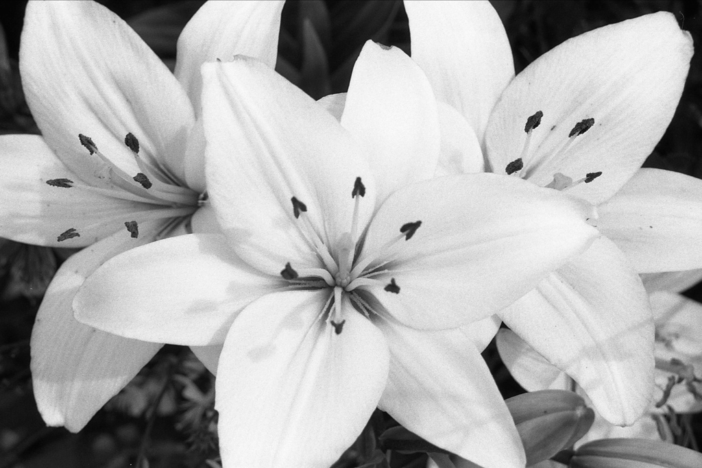「Lily」 (film)