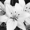 「Lily」 (film)