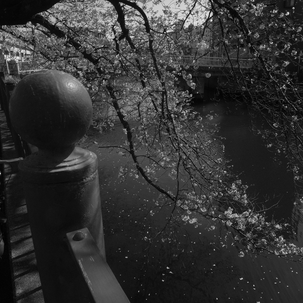 「桜: monochrome」 (digital)