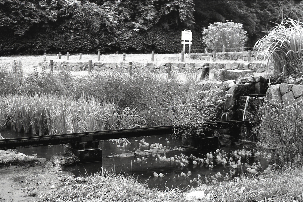 「秋の公園（少し前）」 (film:HR20)