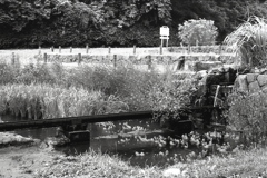 「秋の公園（少し前）」 (film:HR20)