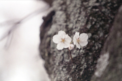 「サクラ」 (film)