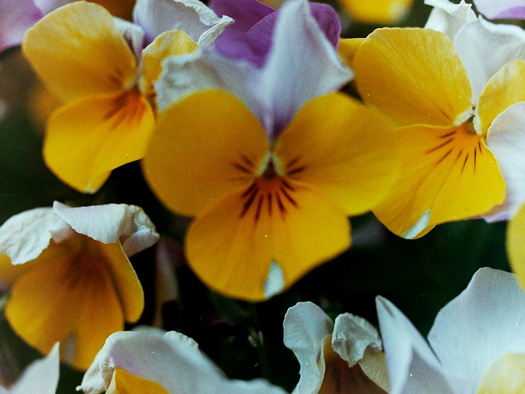 「yellow 03」 (film)