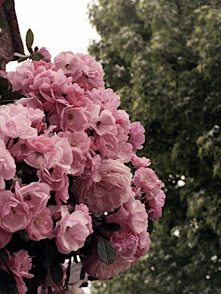 「薔薇園」 (film)