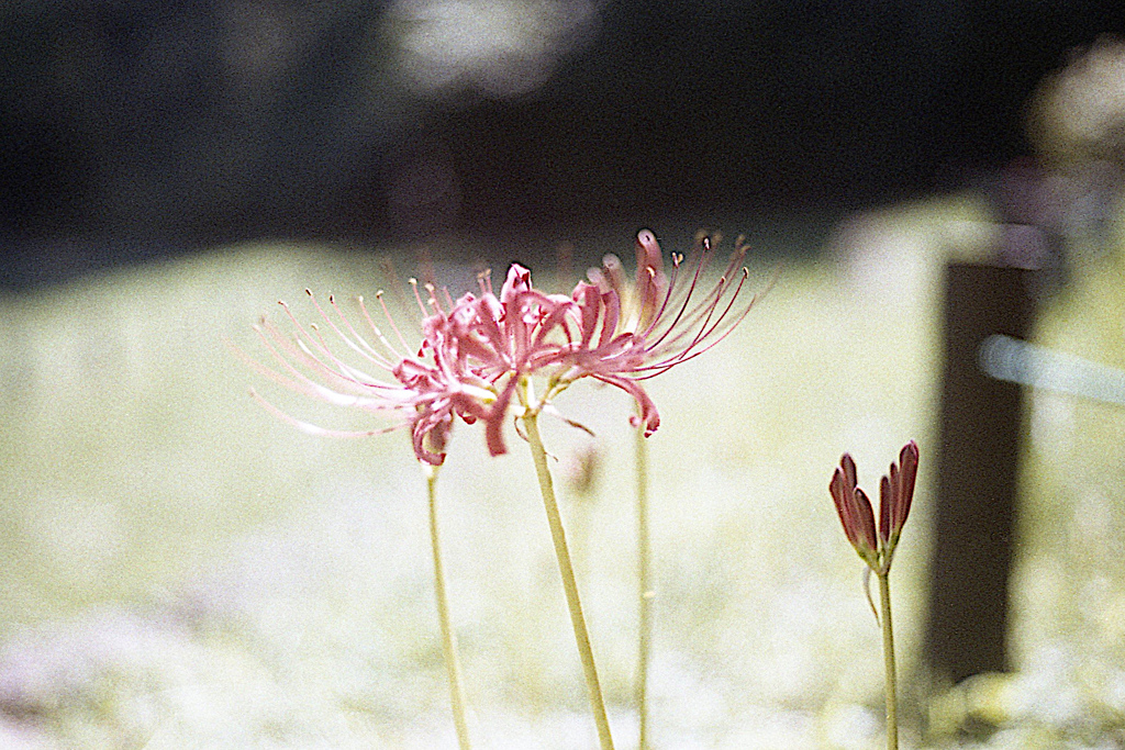 「秋へ」 (film)
