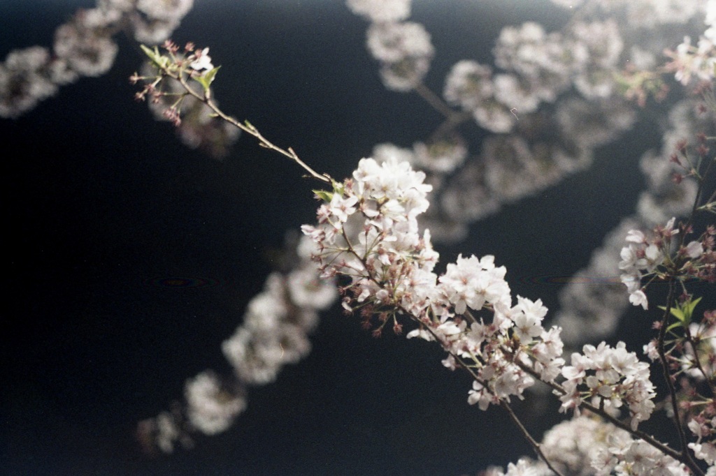 「桜メモリー」 (film)