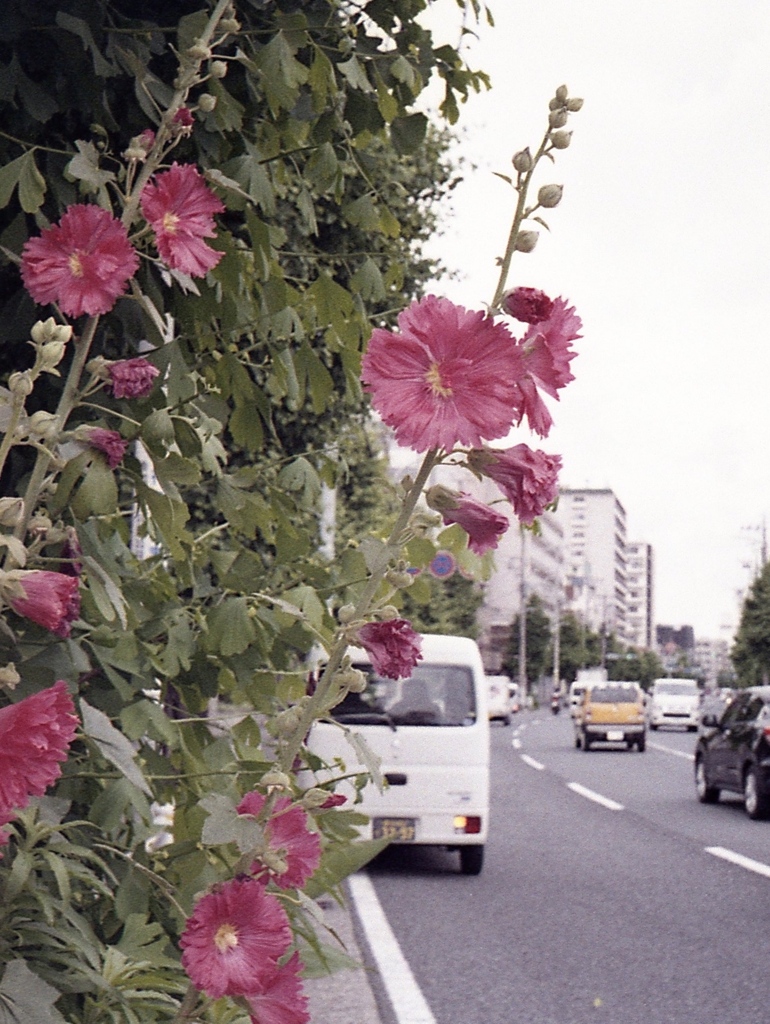 「タチアオイ」 (film)