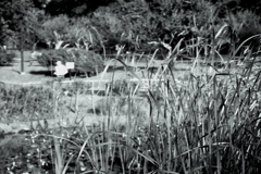 「初夏」 (film)