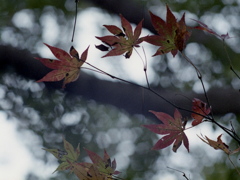 「Tiny Autumn」 (film)