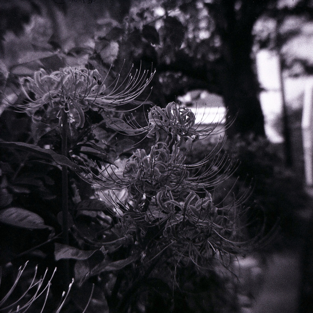 「路傍」 (film)