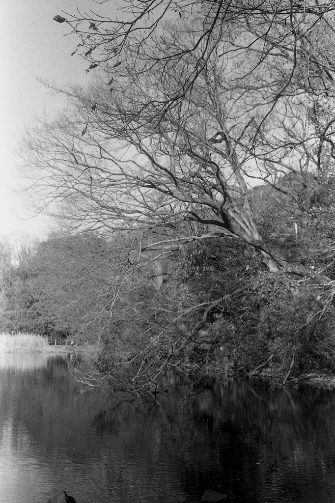 「新春散歩photo」 (film)
