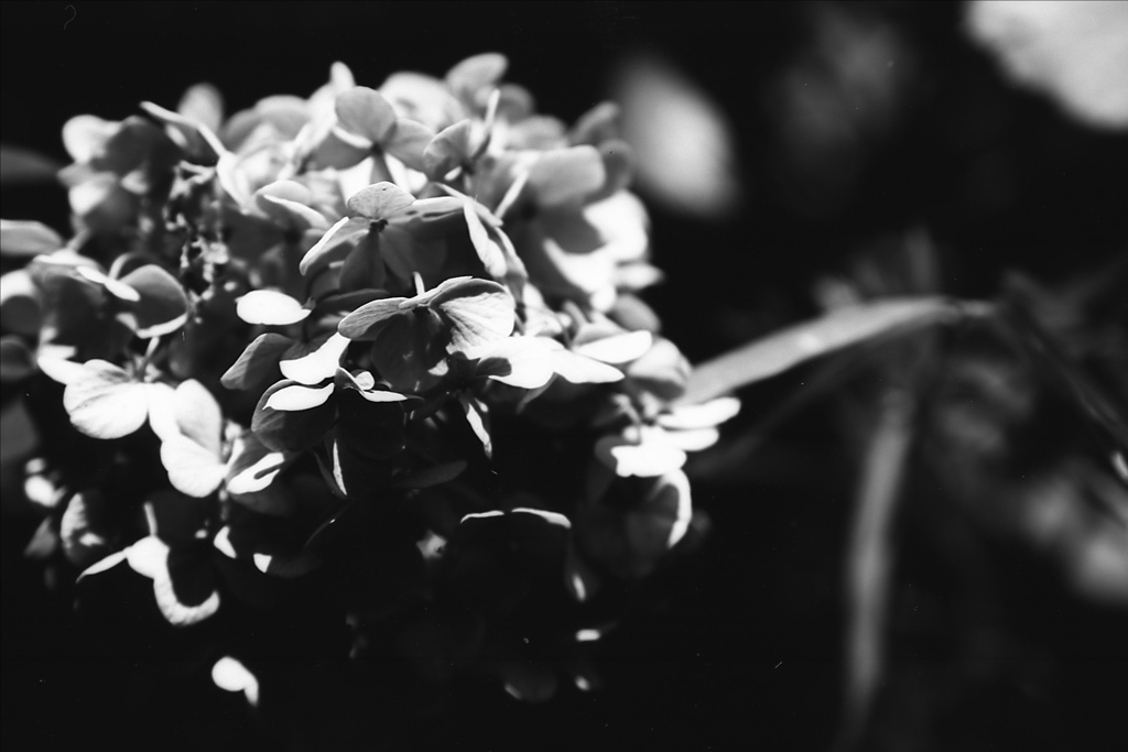 「plants monochrome」 (film:HR20)