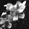 「山吹」  (film:HR20)