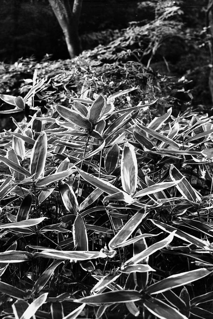 「葉っぱです①」 (film:HR20)